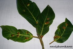 Ficus racemosa